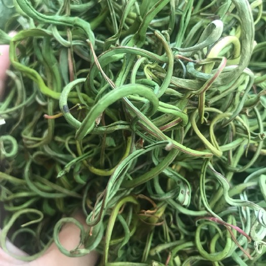 化石草   肾精草   低价批发欢迎选购