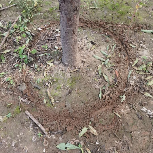 廊坊山毛桃树苗  大量出售山桃树，家毛桃及桃树