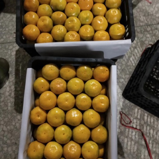 资兴市东江湖蜜橘  东江湖蜜桔，口感好，化渣。期待合作！