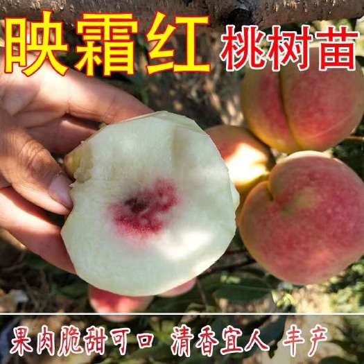 平邑县映霜红桃苗  晚熟品种 个大 口感脆甜   可实地考察  基地直销 现挖现