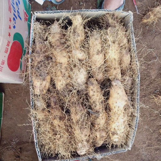 东莞市板薯  毛薯，甜薯，精品货，大量上市要的联系我