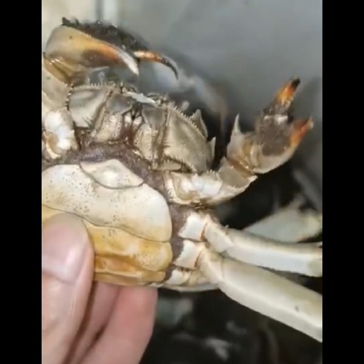 饶平县大公圩螃蟹 大闸蟹