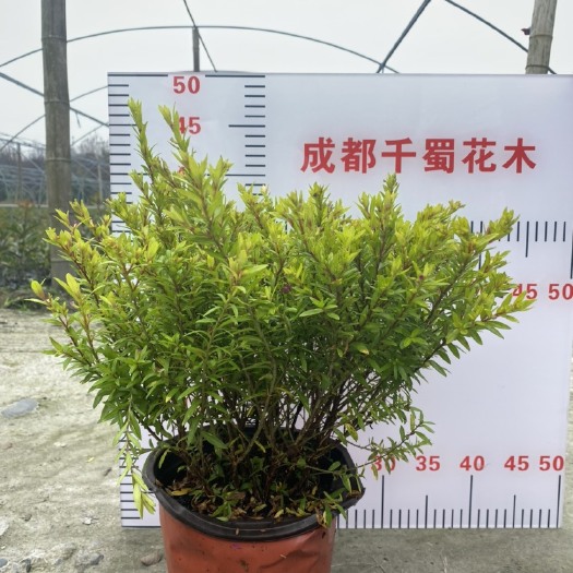 成都 金叶满天星，地被15杯金叶满天星，18杯金叶满天星