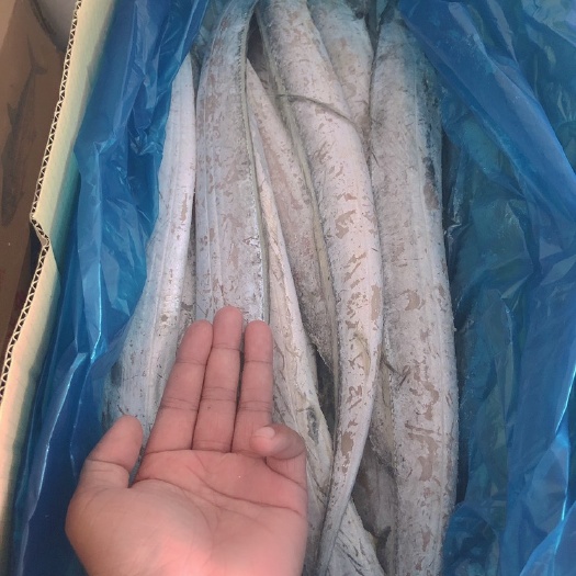威海东海带鱼 0.5公斤以下
