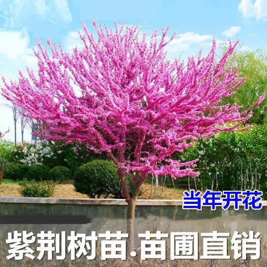 宁海县紫荆花树苗满条红庭院别墅花园观花植物绿化工程树苗紫荆树苗