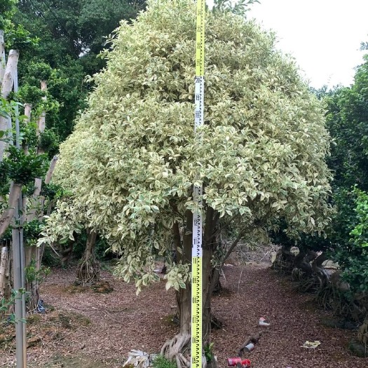 花叶垂叶榕  福建漳州精品花叶提根榕种植批发直销 小叶榕