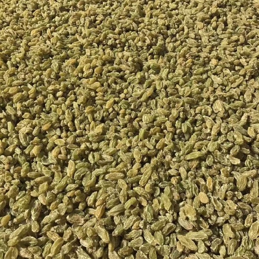 乌鲁木齐无核白葡萄干 吐鲁番市新葡萄上市大批量发货