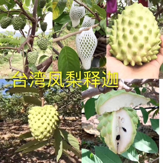 汕头释迦果  鸿欣种植释迦产地直供