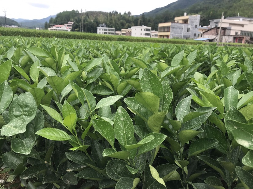 江西赣南脐橙苗赣州脐橙树苗血橙苗红肉脐橙苗纽荷尔脐橙苗