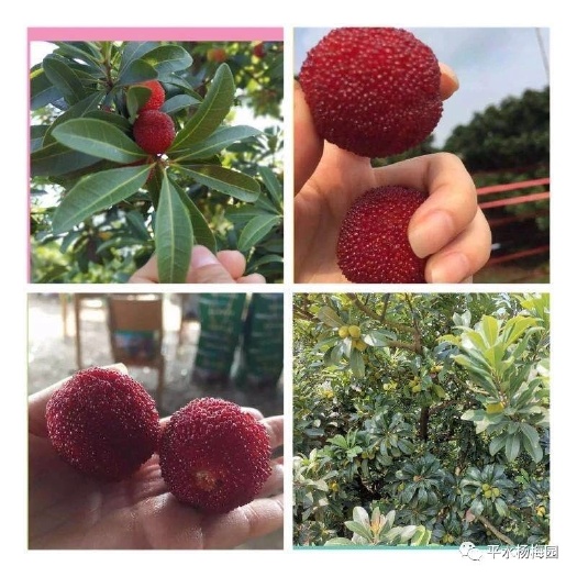 茶陵县东魁杨梅 2.5 - 3cm 