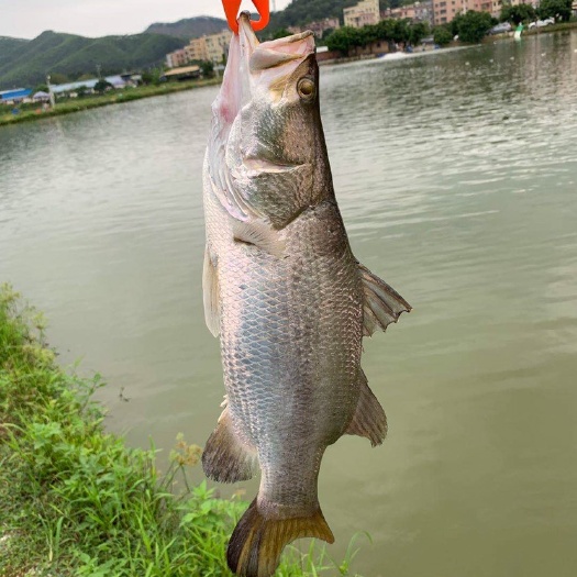 广州 盲曹鱼金目鲈海鱼
