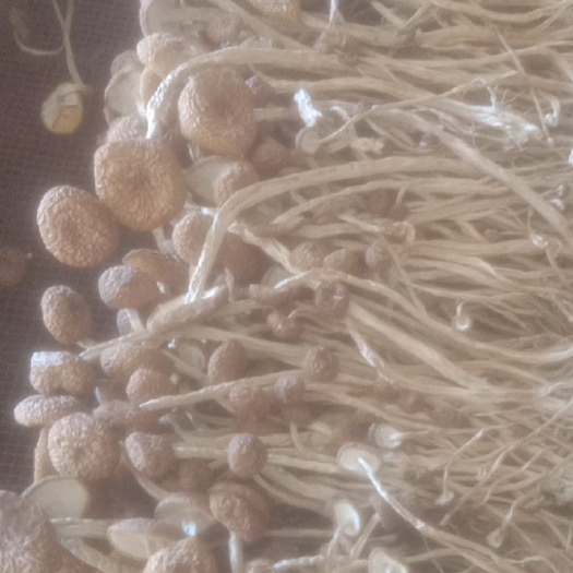 广昌县普通茶树菇  江西茶树菇，一手货源，自己是茶树菇种植户