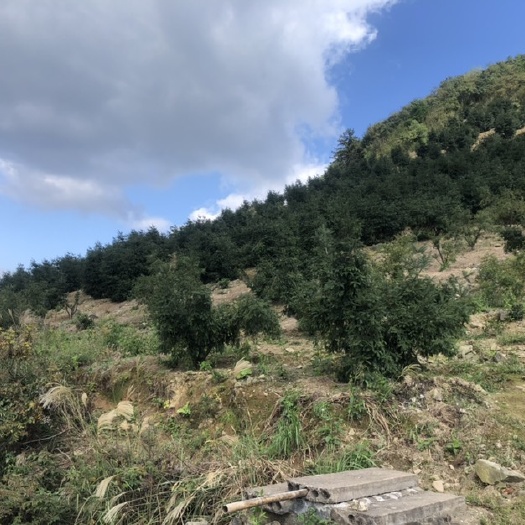 杭州雅芝香榧位于浙江嵊州雅璜乡上枝村，常年气候宜人！香榧果粒饱满