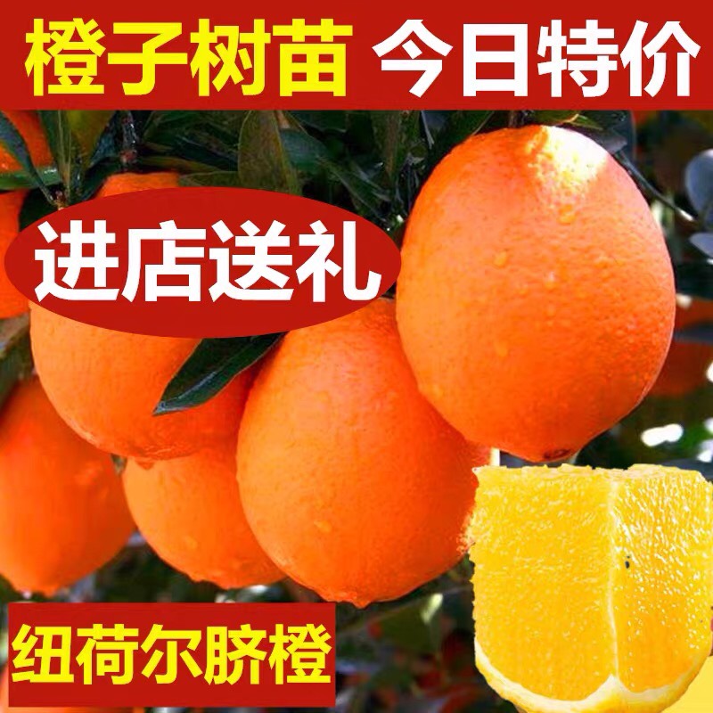 洪江市纽荷尔脐橙苗  基地直销、品种齐全