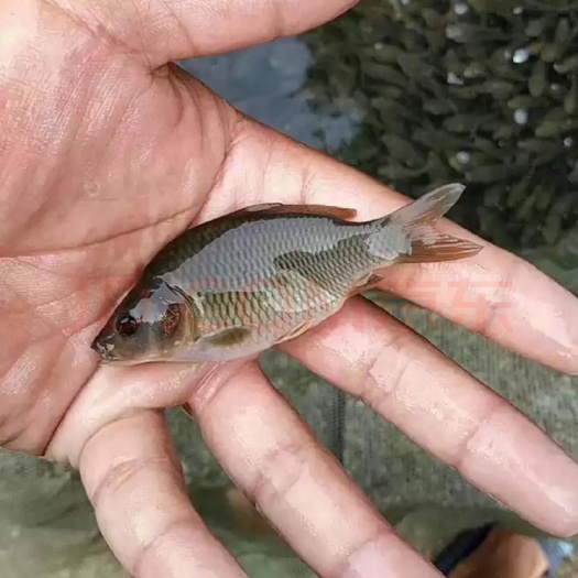 南宁 大量批发荷花鲤鱼苗   禾花鲤鱼苗