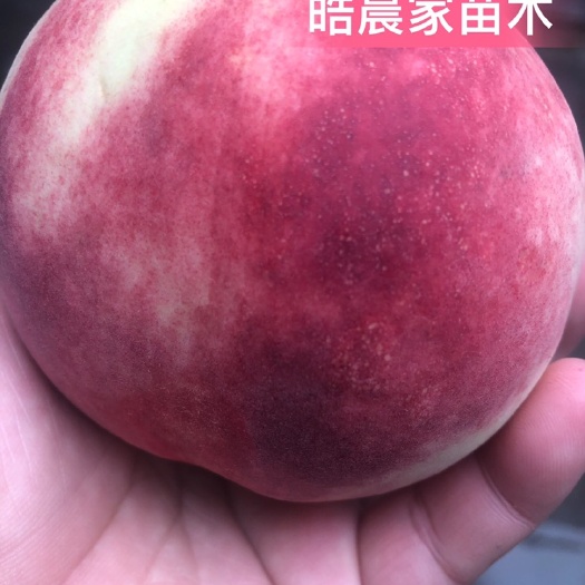 平邑县帅师香桃苗  优质嫁接桃苗 产量高 果子甜 甜度达到26