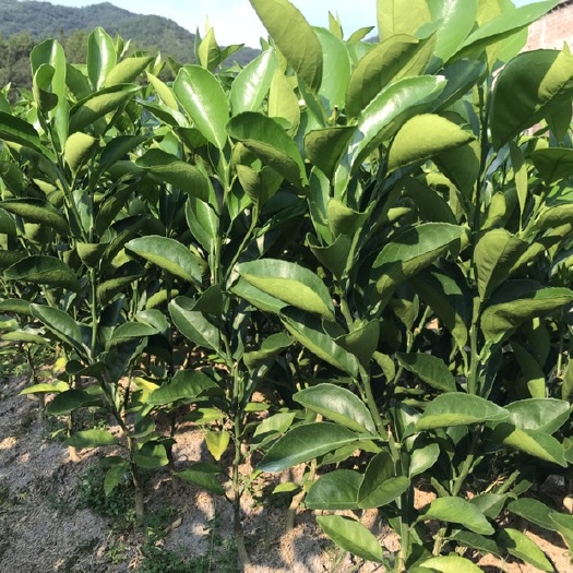 安远县江西赣南脐橙苗赣州脐橙树苗血橙苗红肉脐橙苗纽荷尔脐橙苗