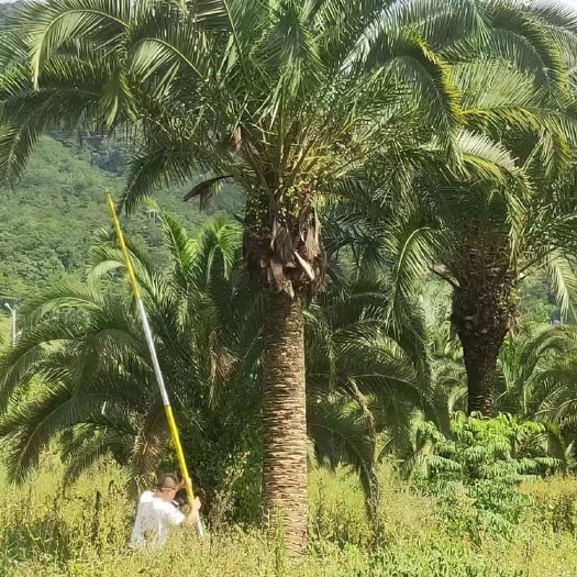杆高4米的精品加拿利海枣漳州种植产地直销 加拿利海枣批发价格