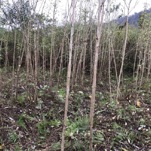 银杏实生树  苗圃基地建设换苗，量大从优，1-3公分银杏实生苗，