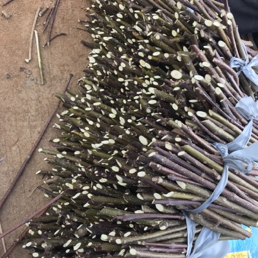 新干县正宗江西中花吴茱萸枝条0.2元一根