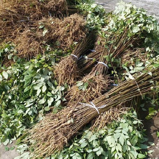 苍溪县黄柏种苗 （基地直供）根系发达的黄柏树苗，保湿发货，全国包邮
