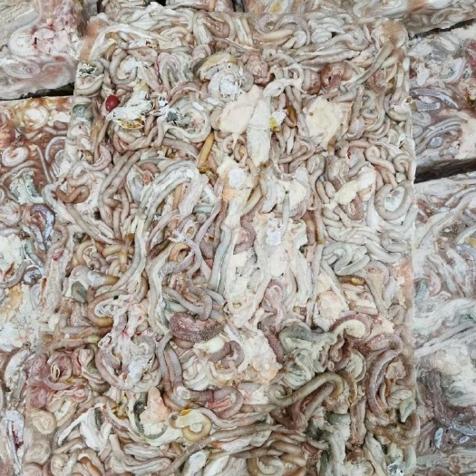 邱县 低价出售喂鱼用大肉鸡肠