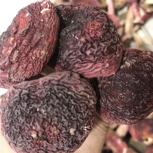 闽侯县红菇 干货 人工种植 未开伞