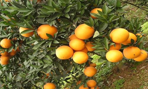 洪江市锦蜜冰糖橙苗 嫁接苗 0.5~1米