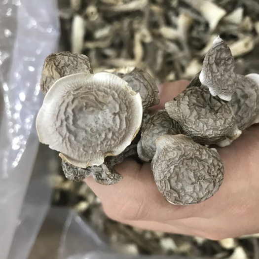 闽侯县鹿茸菇 鹿茸雪菇，蛋白质含量高，味道鲜美，质地细腻，糖分少，烹炒焖烧