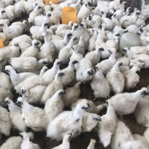 钦州乌骨鸡苗  出售优质白凤乌鸡苗，价格合理，品种优良，技术指导，成活率高