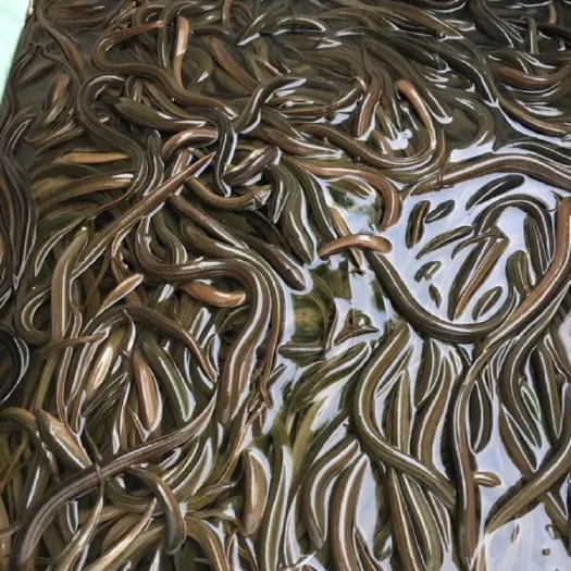 南宁土黄鳝  优质的鳝鱼苗，长期大量供应  一流的技术支持   保证成活率