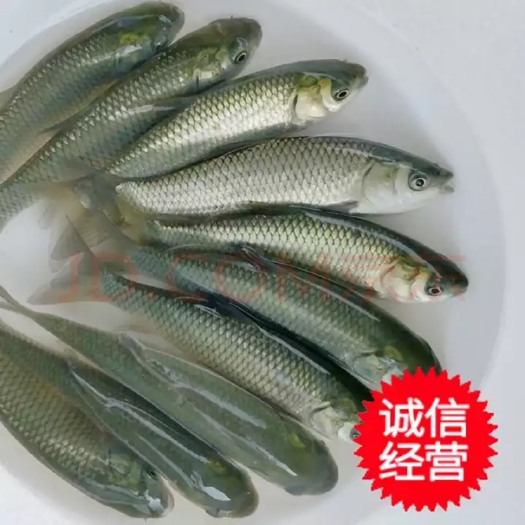 南宁 量大从优   160万草鱼苗出售