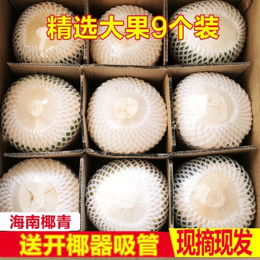 文昌市海南椰子新鲜水果当季热带水果去皮椰青椰子批发