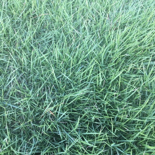 滁州马尼拉草皮  暖季型草坪