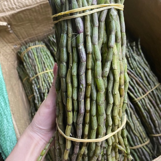 广州铁皮石斛鲜条）榨汁煲汤超新鲜，可以清除人体毒素，清除肺部垃圾