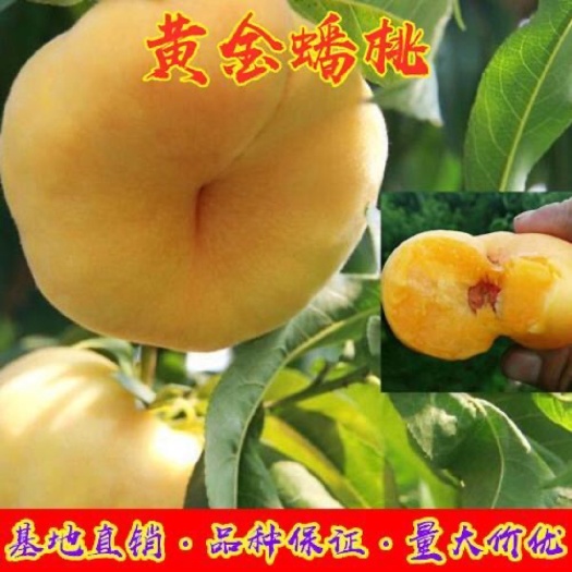 平邑县 黄金蟠桃树苗 毛蟠油蟠 南北方均可种植 包品种