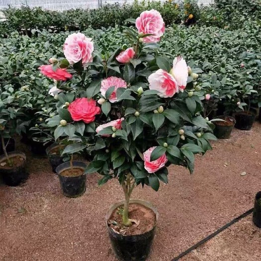 漳平市花露珍 五色赤丹 大红赤丹 香妃 七仙女包对版包运费