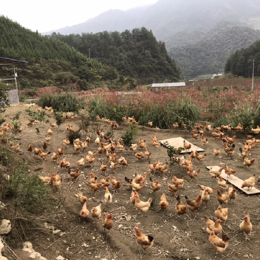 株洲土鸡  农家高山散养一年多的老母鸡128元1只顺丰包邮