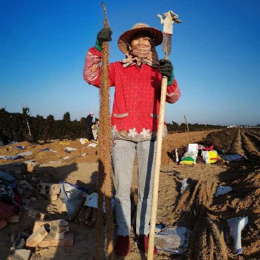 榆林农家大量种植白玉山药