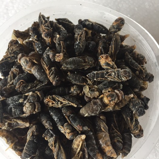 兴义市马蜂蛹  四级蜂蛹！