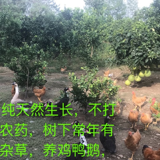 松滋市西柚 红心蜜柚