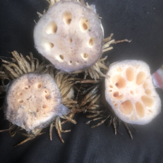 重庆市藕节，干藕节，新鲜藕节，无发霉无根须