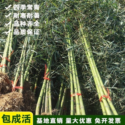 宁海县四季青竹  四季常青竹子苗庭院花园别墅种植青竹苗室内阳台盆栽