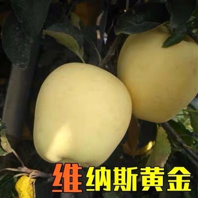 平邑县维纳斯黄金苹果苗 维纳斯黄金苹果南北方种植