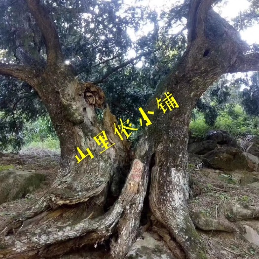 诸暨市香榧  山里山土特产自销