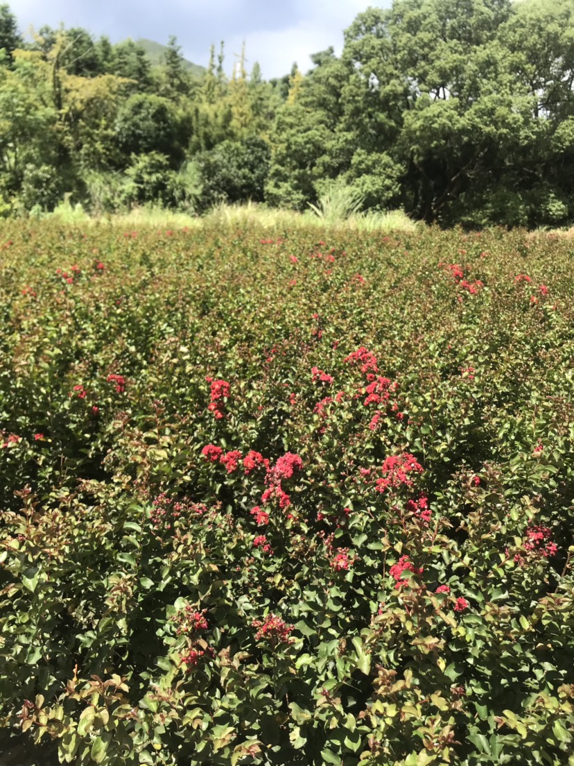 红火球紫薇 