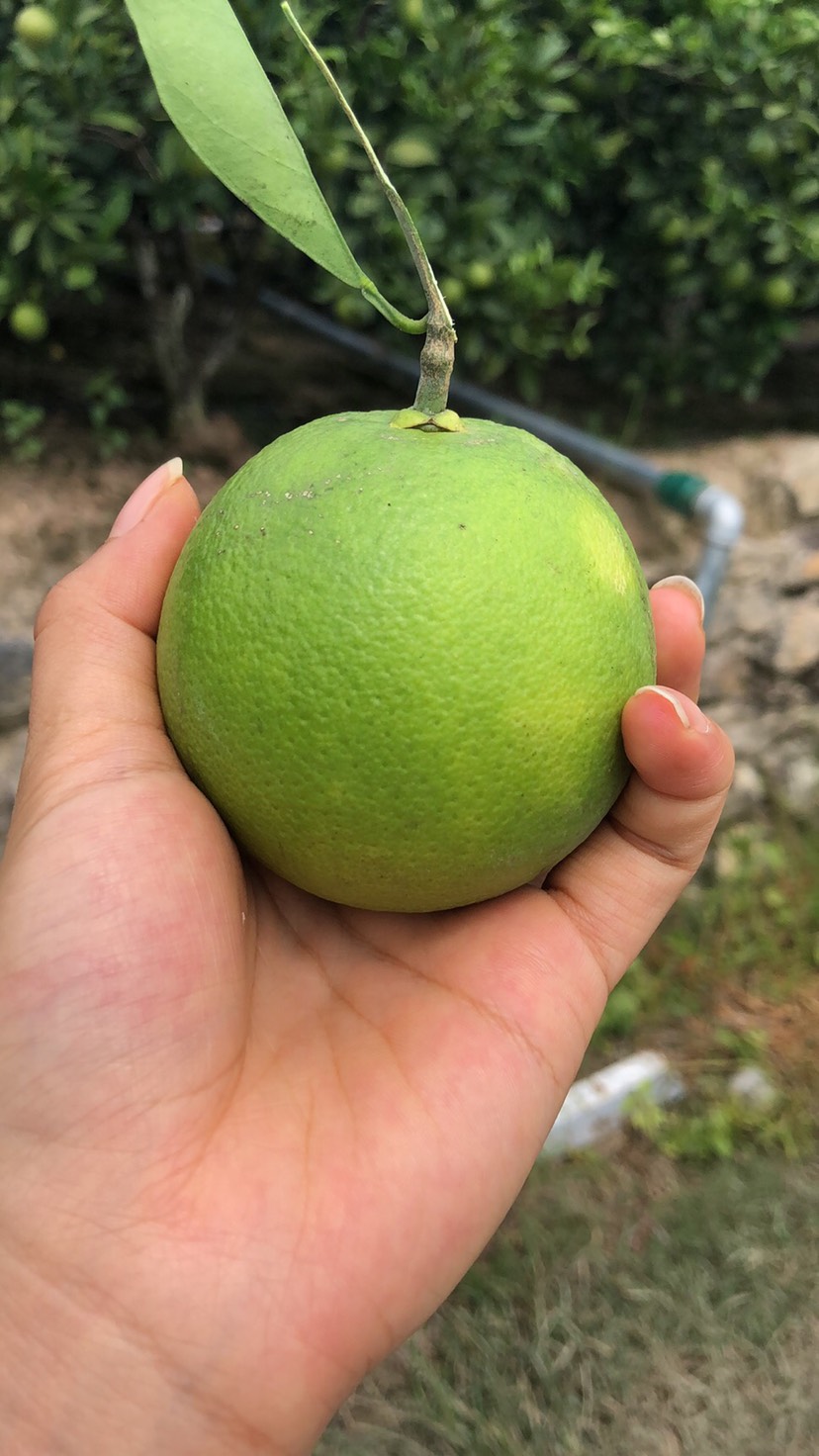 云南冰糖橙5斤大果一件代发包邮