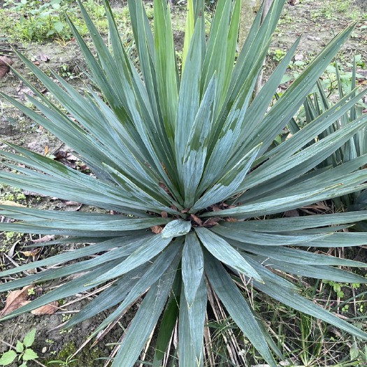 成都 剑麻种植基地，花镜植物剑麻地苗，剑麻价格