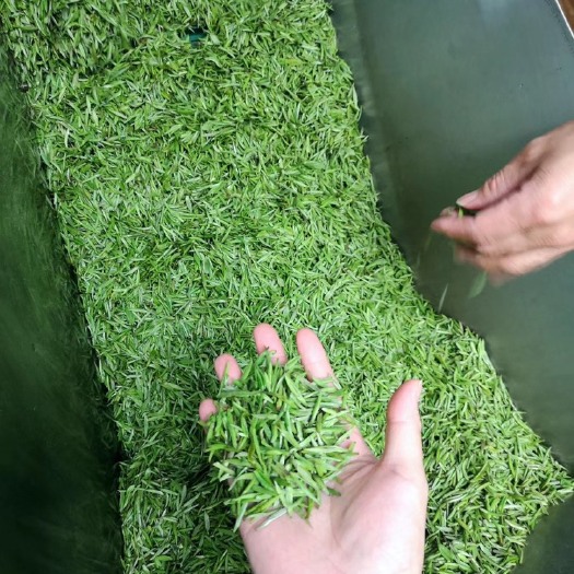 井冈山市狗脑贡茶  明前狗牯脑te贡绿茶