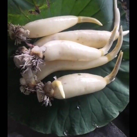 桓台县 马踏湖莲藕，价格优惠，物美价廉